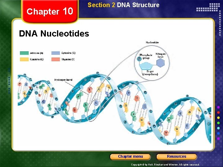 Chapter 10 Section 2 DNA Structure DNA Nucleotides Chapter menu Resources Copyright © by