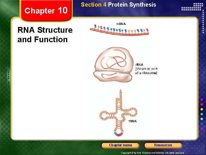 Chapter 10 Section 4 Protein Synthesis RNA Structure and Function Chapter menu Resources Copyright