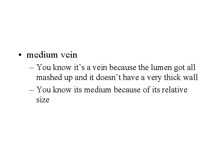  • medium vein – You know it’s a vein because the lumen got