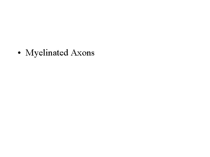  • Myelinated Axons 