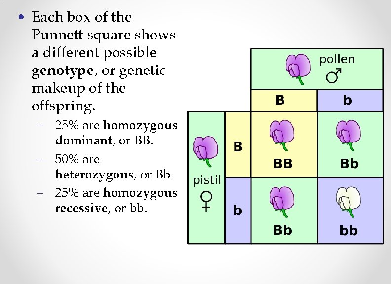  • Each box of the Punnett square shows a different possible genotype, or