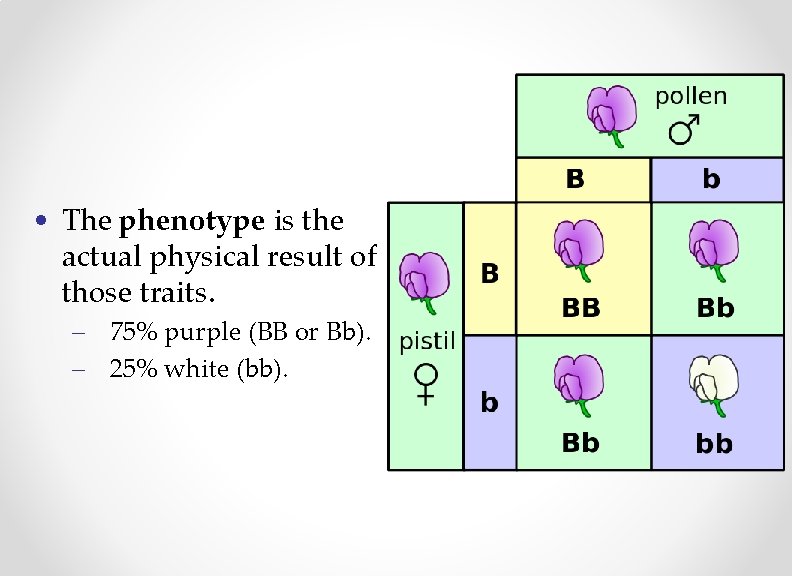  • The phenotype is the actual physical result of those traits. – 75%