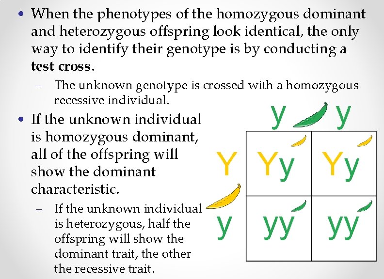  • When the phenotypes of the homozygous dominant and heterozygous offspring look identical,