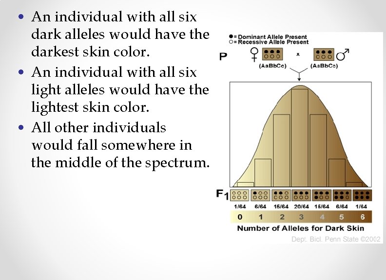 • An individual with all six dark alleles would have the darkest skin