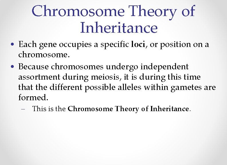 Chromosome Theory of Inheritance • Each gene occupies a specific loci, or position on