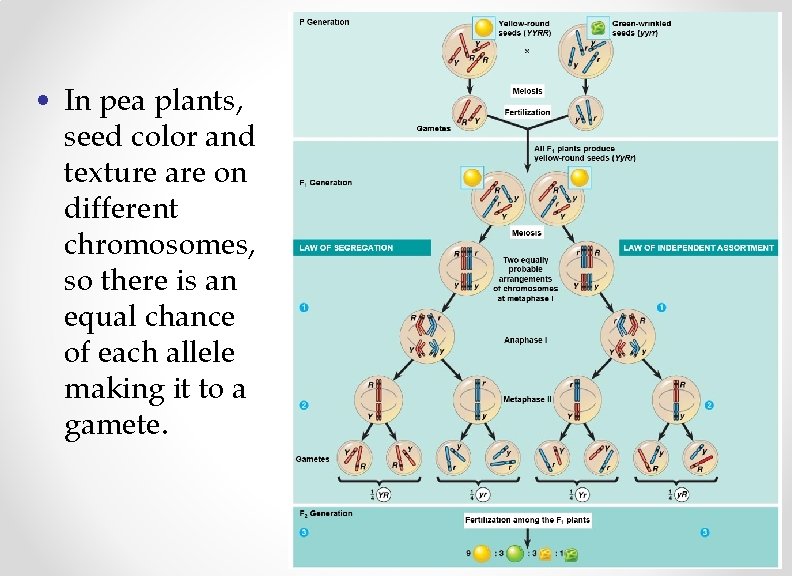  • In pea plants, seed color and texture are on different chromosomes, so