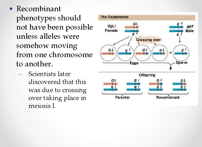  • Recombinant phenotypes should not have been possible unless alleles were somehow moving