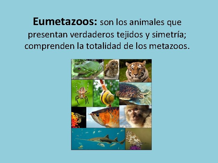 Eumetazoos: son los animales que presentan verdaderos tejidos y simetría; comprenden la totalidad de