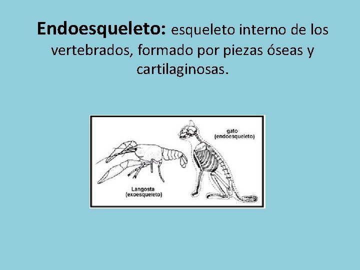 Endoesqueleto: esqueleto interno de los vertebrados, formado por piezas óseas y cartilaginosas. 