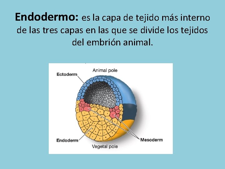 Endodermo: es la capa de tejido más interno de las tres capas en las