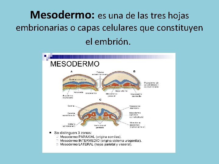 Mesodermo: es una de las tres hojas embrionarias o capas celulares que constituyen el