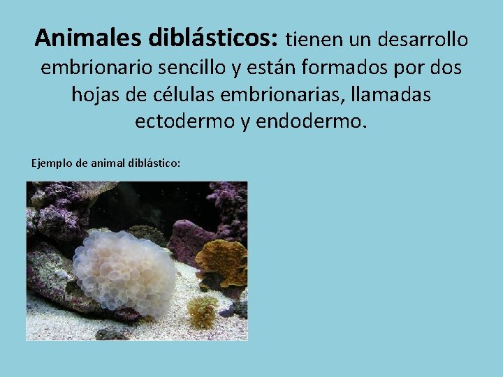 Animales diblásticos: tienen un desarrollo embrionario sencillo y están formados por dos hojas de