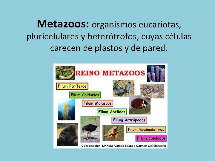 Metazoos: organismos eucariotas, pluricelulares y heterótrofos, cuyas células carecen de plastos y de pared.