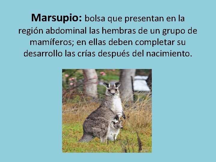 Marsupio: bolsa que presentan en la región abdominal las hembras de un grupo de