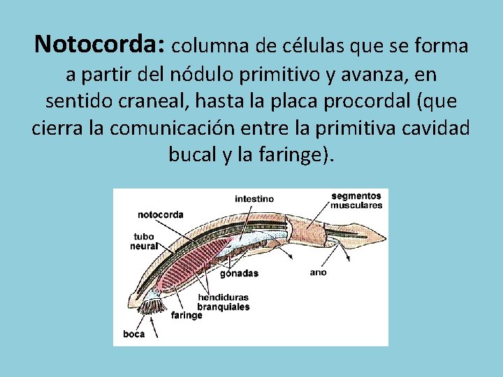 Notocorda: columna de células que se forma a partir del nódulo primitivo y avanza,