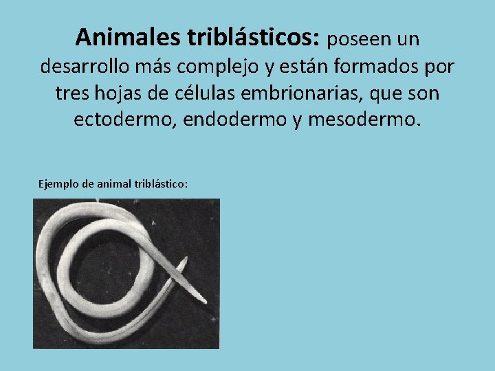 Animales triblásticos: poseen un desarrollo más complejo y están formados por tres hojas de