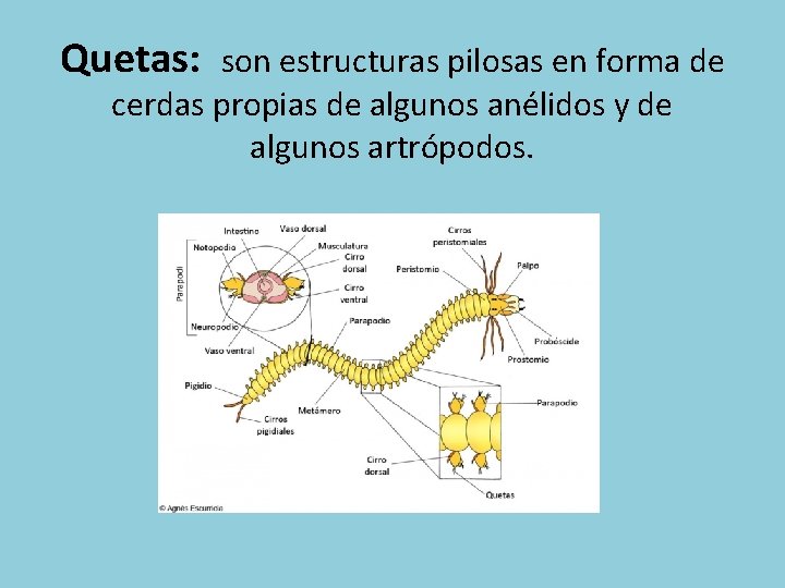 Quetas: son estructuras pilosas en forma de cerdas propias de algunos anélidos y de