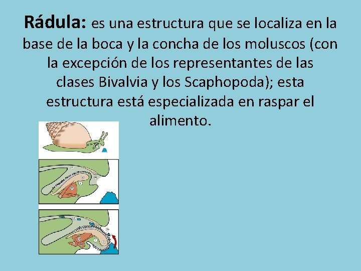 Rádula: es una estructura que se localiza en la base de la boca y
