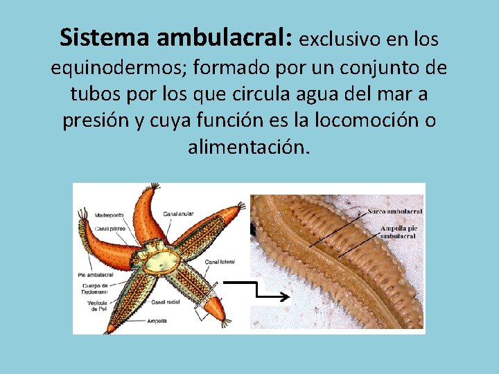 Sistema ambulacral: exclusivo en los equinodermos; formado por un conjunto de tubos por los