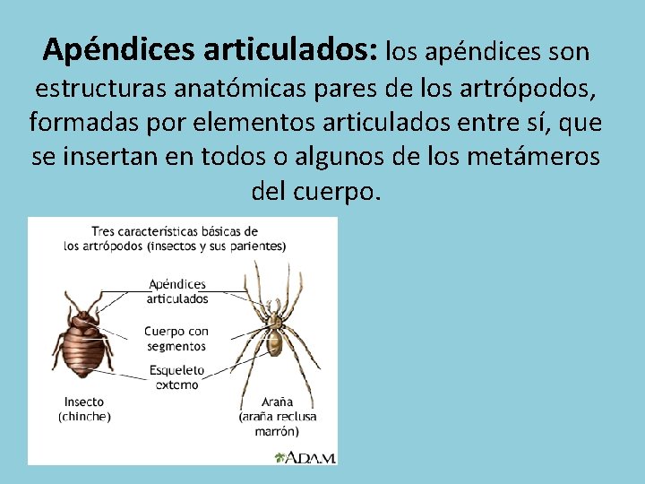 Apéndices articulados: los apéndices son estructuras anatómicas pares de los artrópodos, formadas por elementos