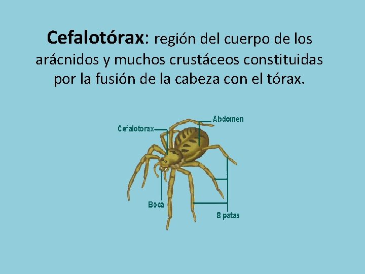 Cefalotórax: región del cuerpo de los arácnidos y muchos crustáceos constituidas por la fusión