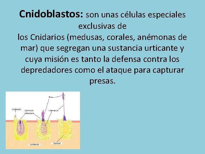 Cnidoblastos: son unas células especiales exclusivas de los Cnidarios (medusas, corales, anémonas de mar)