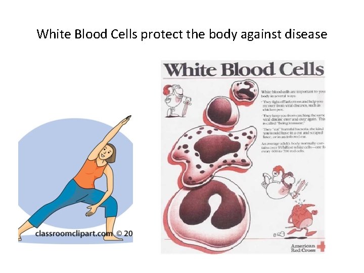 White Blood Cells protect the body against disease White Blood Cells protect the body against disease