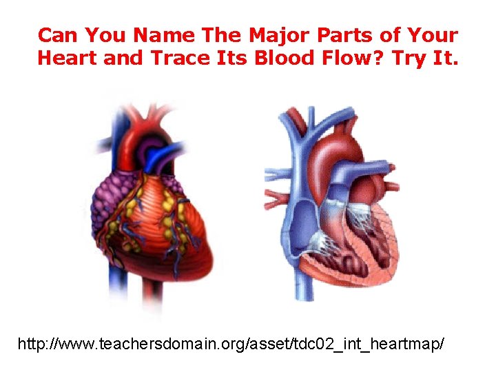 Can You Name The Major Parts of Your Heart and Trace Its Blood Flow? Can You Name The Major Parts of Your Heart and Trace Its Blood Flow?
