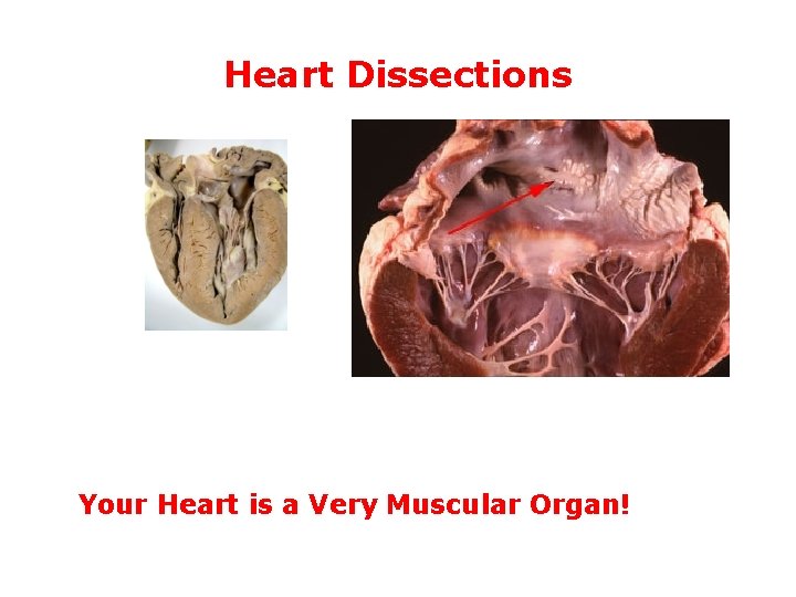Heart Dissections Your Heart is a Very Muscular Organ! Heart Dissections Your Heart is a Very Muscular Organ!