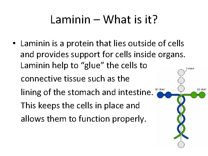 Laminin – What is it? • Laminin is a protein that lies outside of Laminin – What is it? • Laminin is a protein that lies outside of