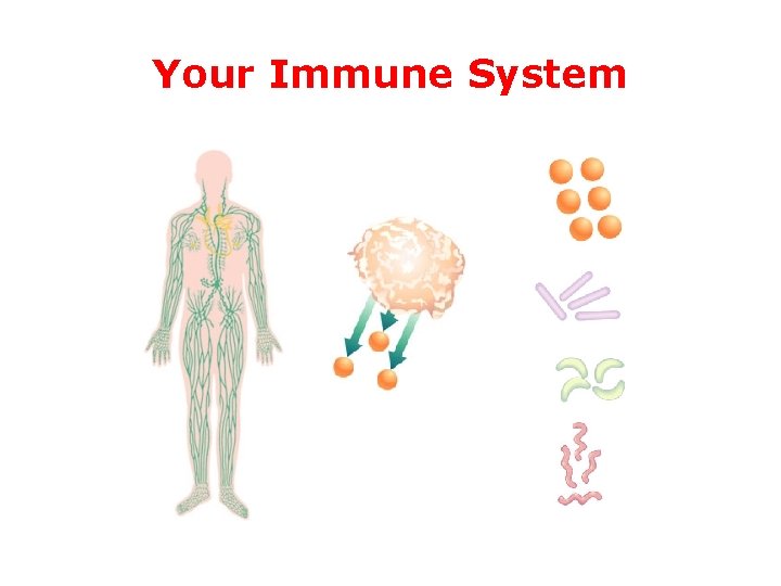 Your Immune System Your Immune System