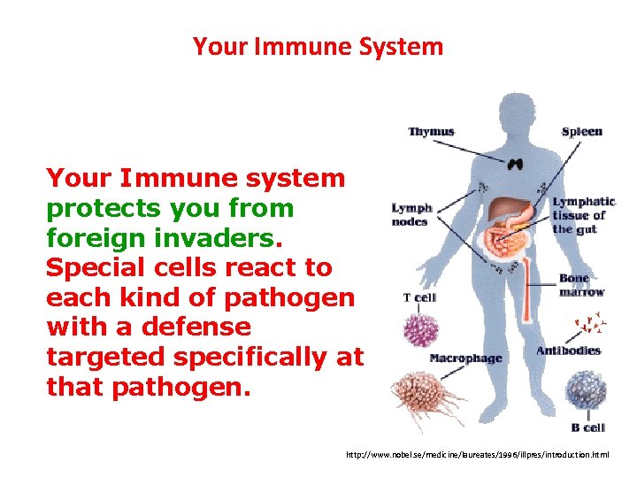 Your Immune System Your Immune system protects you from foreign invaders. Special cells react Your Immune System Your Immune system protects you from foreign invaders. Special cells react