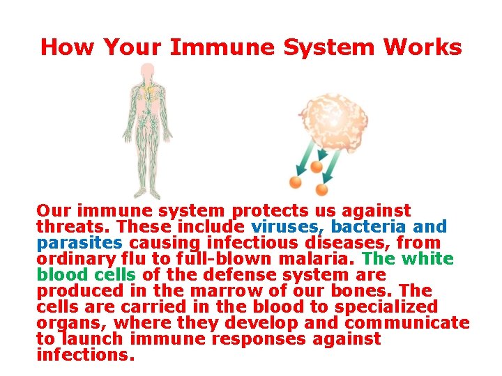 How Your Immune System Works Our immune system protects us against threats. These include How Your Immune System Works Our immune system protects us against threats. These include