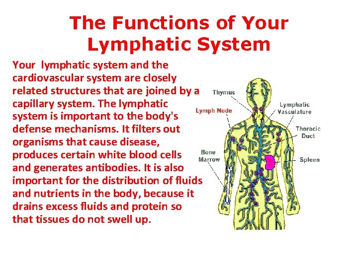The Functions of Your Lymphatic System Your lymphatic system and the cardiovascular system are The Functions of Your Lymphatic System Your lymphatic system and the cardiovascular system are