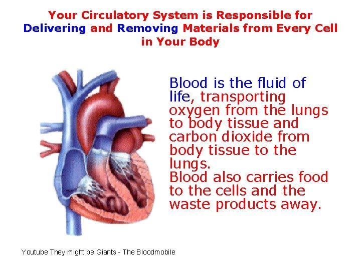 Your Circulatory System is Responsible for Delivering and Removing Materials from Every Cell in Your Circulatory System is Responsible for Delivering and Removing Materials from Every Cell in