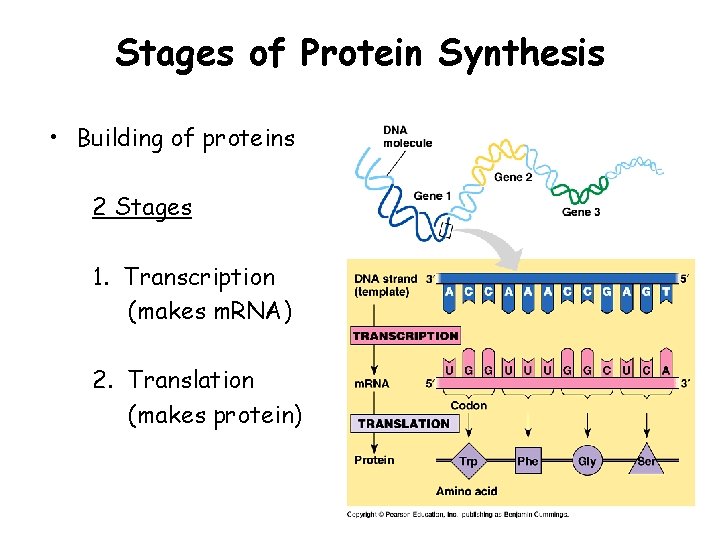 Stages of Protein Synthesis • Building of proteins 2 Stages 1. Transcription (makes m.
