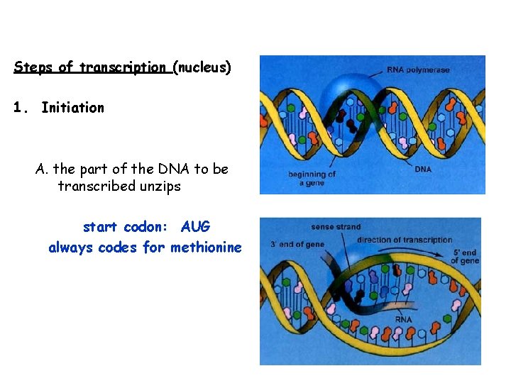 Steps of transcription (nucleus) 1. Initiation A. the part of the DNA to be