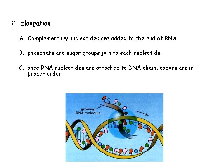 2. Elongation A. Complementary nucleotides are added to the end of RNA B. phosphate