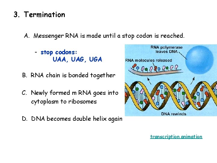 3. Termination A. Messenger RNA is made until a stop codon is reached. -