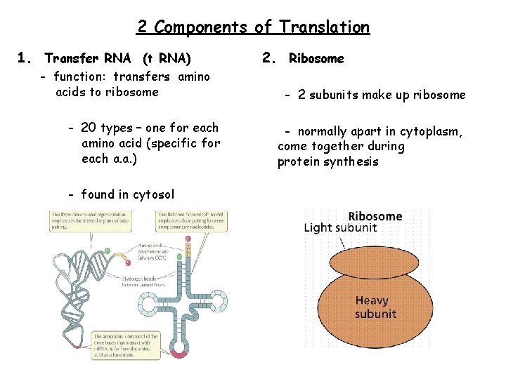 2 Components of Translation 1. Transfer RNA (t RNA) - function: transfers amino acids