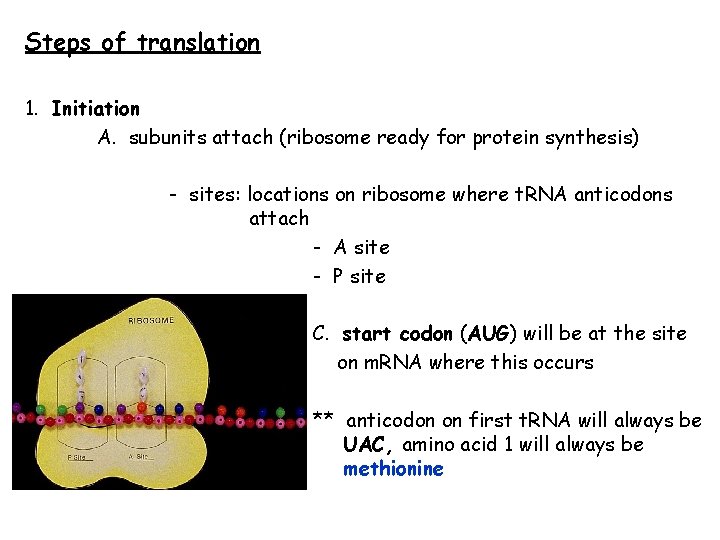 Steps of translation 1. Initiation A. subunits attach (ribosome ready for protein synthesis) -