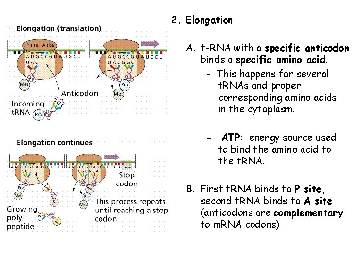 2. Elongation A. t-RNA with a specific anticodon binds a specific amino acid. -