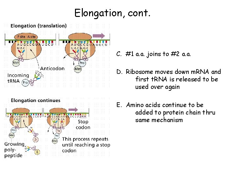 Elongation, cont. C. #1 a. a. joins to #2 a. a. D. Ribosome moves