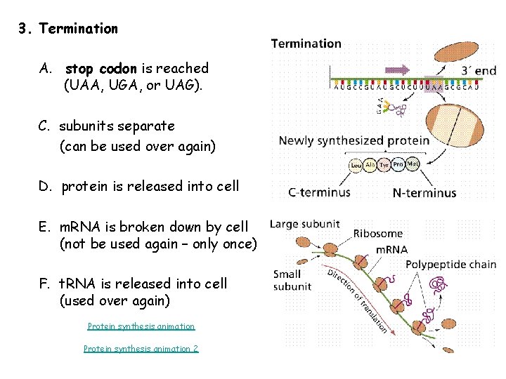 3. Termination A. stop codon is reached (UAA, UGA, or UAG). C. subunits separate