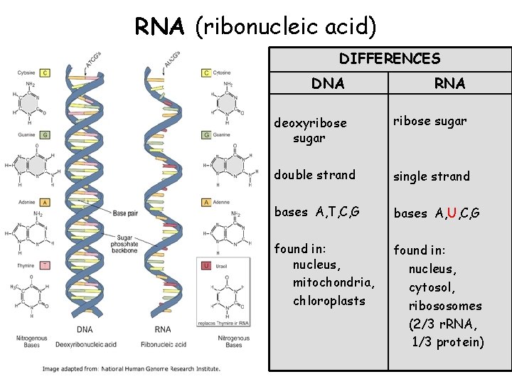 RNA (ribonucleic acid) DIFFERENCES DNA RNA deoxyribose sugar double strand single strand bases A,