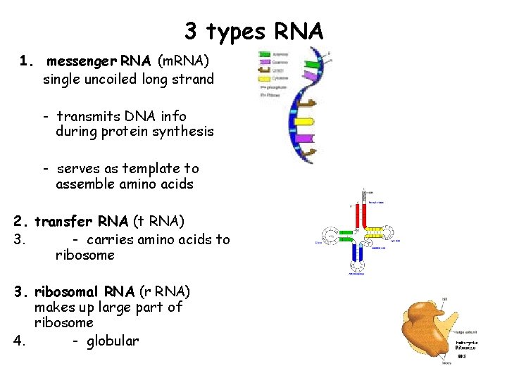 3 types RNA 1. messenger RNA (m. RNA) single uncoiled long strand - transmits