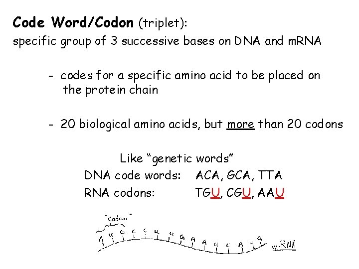 Code Word/Codon (triplet): specific group of 3 successive bases on DNA and m. RNA