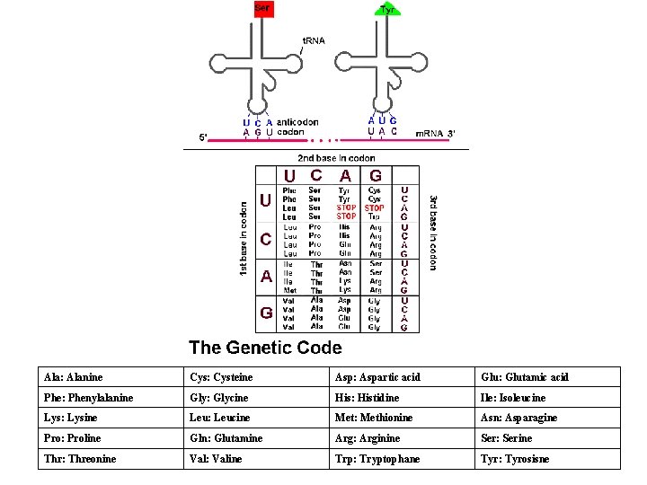 Ala: Alanine Cys: Cysteine Asp: Aspartic acid Glu: Glutamic acid Phe: Phenylalanine Gly: Glycine