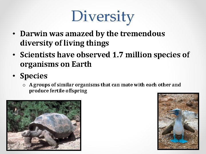 Diversity • Darwin was amazed by the tremendous diversity of living things • Scientists