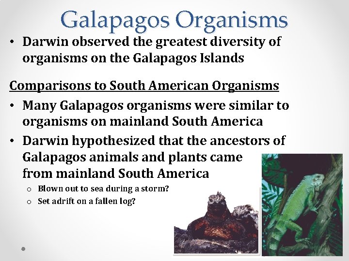 Galapagos Organisms • Darwin observed the greatest diversity of organisms on the Galapagos Islands